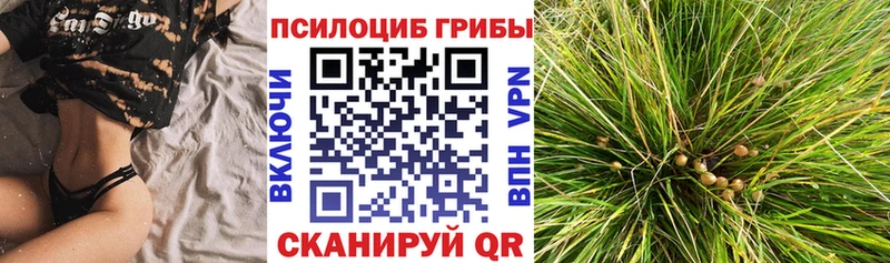 сайты даркнета телеграм  Ессентуки  Галлюциногенные грибы Cubensis 